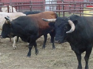 Bakanlıktan hastanelere acemi kasap uyarısı