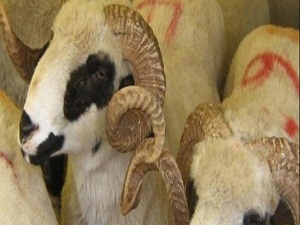 Kurbanı kestikten sonra 8 saat bekletin