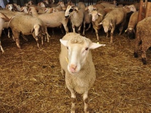 Kosova'da Kurban Bayramı'nın tarihi değişti