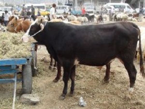 Kurban Satıcıları Suriye’den Şikayetçi