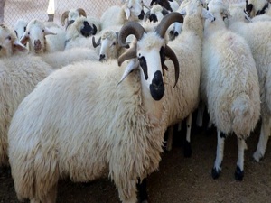 Bayramda 2 milyon 680 bin kurban kesildi