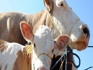 Sudan'a bayram sevincini yaşattılar