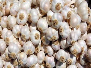 Rusya Uzaya Sarımsak Gönderiyor