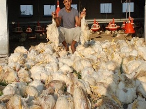 Türkiye, piliç eti üretiminde üst sıraya yükseldi
