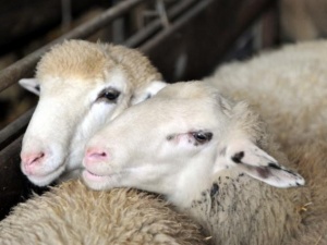 Uzun tatil, kurbanlık fiyatını dengeleyecek