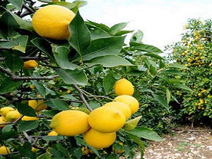 Tarım sektörü vitamine el attı