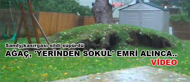 Ağaç, 'yerinden sökül' emri alınca...-VİDEO