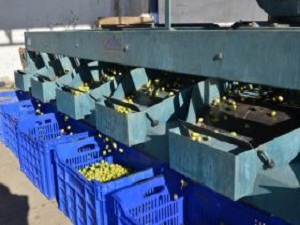 Tariş Burhaniyede Yeşil Zeytin Alımına Başladı