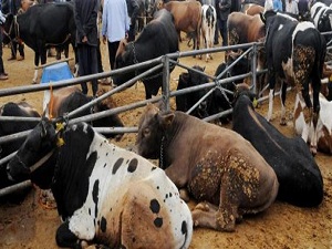 Üretici kurbandan umduğunu bulamadı