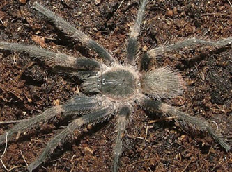 Renkli tarantula bulundu!