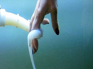 Dünya'nın ilk esnek robotu