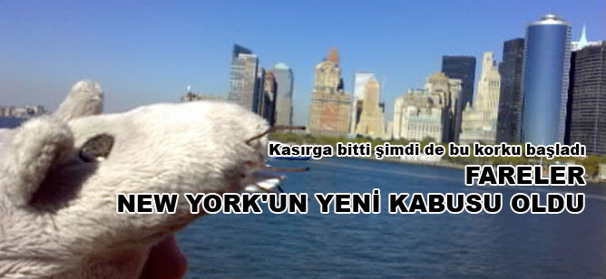 Fareler New York'un yeni kabusu oldu