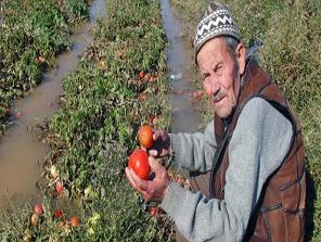 Aşırı yağış domates üreticisini vurdu