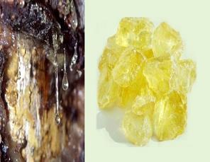 Türkiye artık kendi reçinesini üretecek