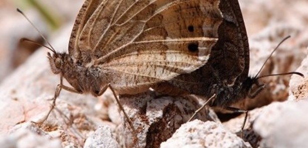 122 yıldır görülmüyorlardı ortaya çıktılar