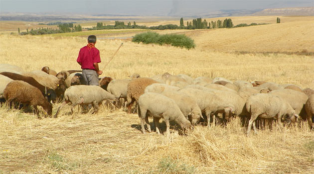 Bin 250 liraya çalışacak çoban aranıyor