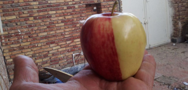 İki renkli elma görenleri şaşkına çevirdi