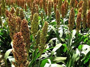 Özbekistan sıvı şeker üretecek