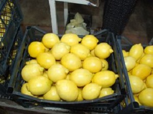 Finikeli Limon Üreticisinin Bu Yıl Yüzü Güldü