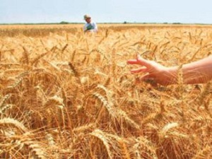 Köyde çalışacak 2500 kişi aranıyor