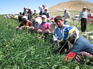 Mevsimlik tarım işçileri 49 yıl yaşıyor