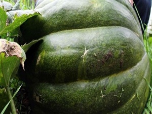 90 kiloluk bal kabağı