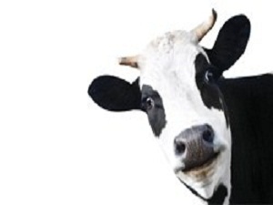 6 yılda 606 bin inek sigortalandı