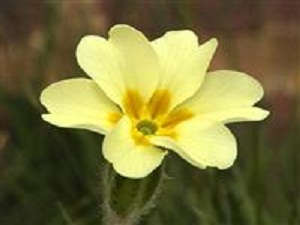 25 kuruşa toplatılıyor, 50 bin dolara satılıyor!