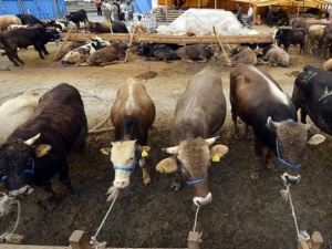 Elde kalan kurbanlıklara EBK sahip çıktı