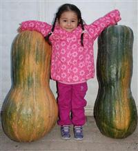 45 kiloluk kabak şaşırtıyor