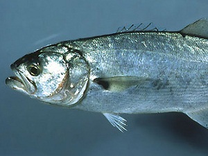 Balık haline denetçi baskını!