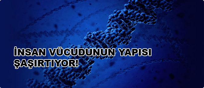 İnsan vücudunun yapısı şaşırtıyor!