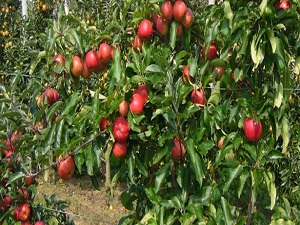 Elmanın Başkenti bahçelerle modernleşiyor