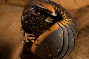 Bilim dünyasını şaşırtan kırkayak