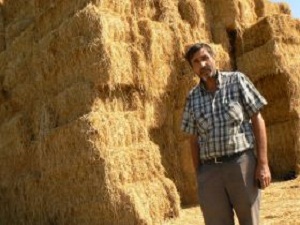 Çeltik Sapları Ekonomiye Kazandırıldı