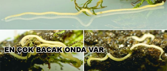 En çok bacak onda var