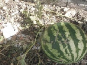 Allah yazılı karpuz