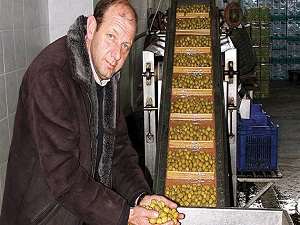 ‘İri zeytine 4 kat fazla ödemeyin küçüğüyle kalite ve lezzeti aynı’