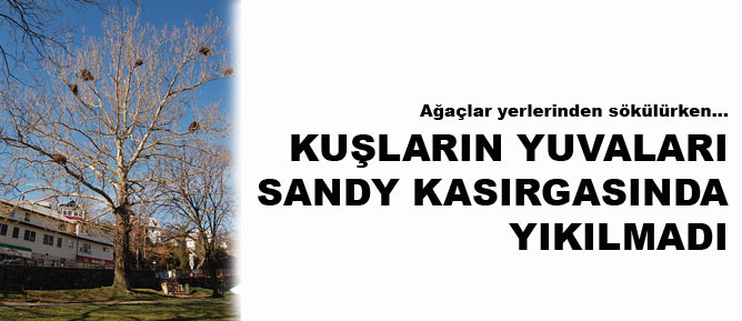 Kuşların yuvaları Sandy kasırgasında yıkılmadı