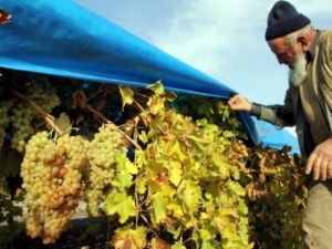 Ocak ayına dalından üzüm