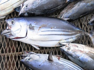 Palamutta 60 Kat Artış