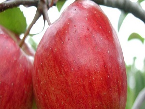 Elma değil ama suyu sağlıksız