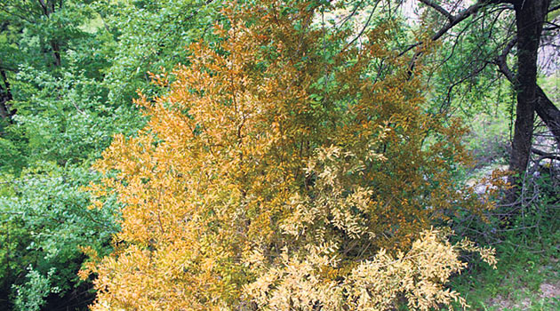 Karadeniz’in asırlık şimşir ağaçları kuruyor