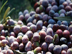 Yağışlar zeytini şişirdi, yağ oranı azaldı