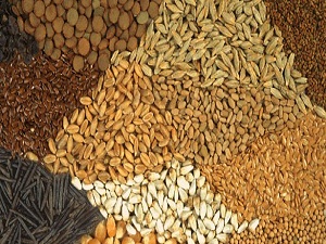 Tohum üretimi desteği çiftçiyi memnun etti