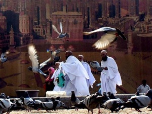 Kabe güvercinleri koruma altına alınıyor