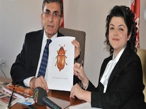 Bu böceğin adı Sütçüimamun