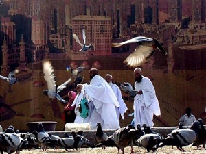 Kabe güvercinleri koruma altına alınıyor