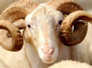 Polonya'da helal et yasak !