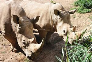 Gergedanların nesli tehlike altında